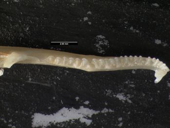Media type: image;   Herpetology R-119716